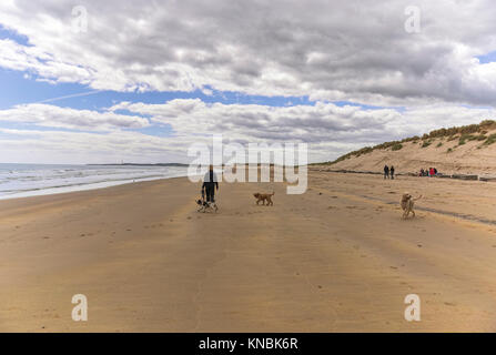A person walking dogs on the beach a Druridge bay on a sunny spring day. Stock Photo