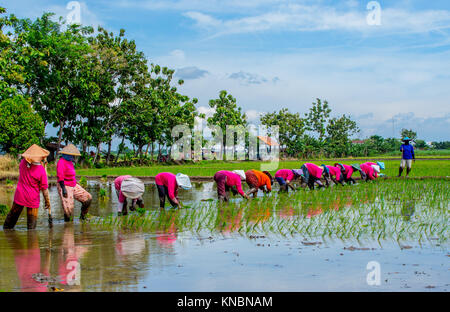 'Tandur' is the word on Javanese Language that means plant rice on rice fields in a way that the farmer must walk backward while plant the rice Stock Photo