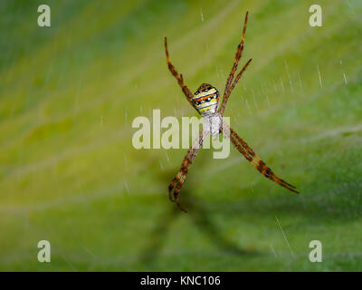 Brown spider which  bottom is yellow, orange, black and white on the spider web. Stock Photo