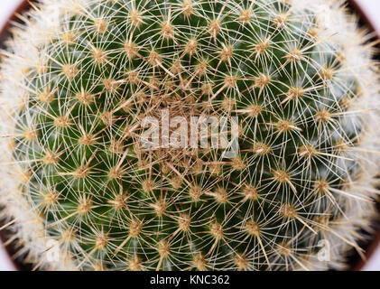 cactus plant seen from above Stock Photo