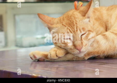 Sleeping ginger tomcat Stock Photo