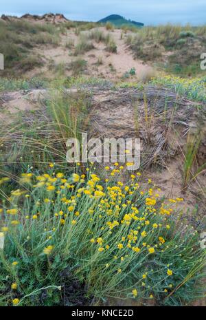 SIEMPREVIVA o PERPETUA SILVESTRE (Helichrysum stoechas), la perpetua o  siemprevivaValdearenas beach, Dunas de Liencres Natural Park, Cantabrian  Sea, P Stock Photo - Alamy