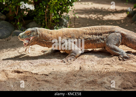 The Komodo dragon (Varanus komodoensis) eating dead rabbit in Bali Bird Park. Batubulan, Gianyar regency, Bali, Indonesia. Stock Photo