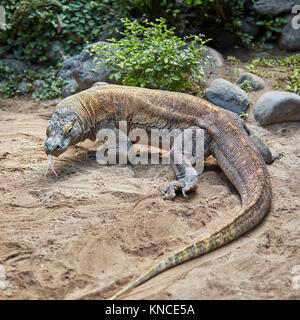 Komodo dragon (Varanus komodoensis) using its tongue to sample the air. Bali Bird Park, Batubulan, Gianyar regency, Bali, Indonesia. Stock Photo