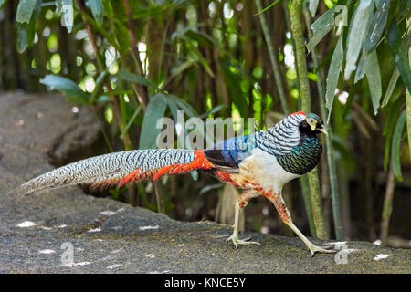 Adult male of the Lady Amherst's Pheasant (Chrysolophus amherstiae). Bali Bird Park, Batubulan, Gianyar regency, Bali, Indonesia. Stock Photo