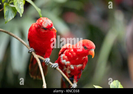 Red Lories (Eos bornea). Bali Bird Park, Batubulan, Gianyar regency, Bali, Indonesia. Stock Photo