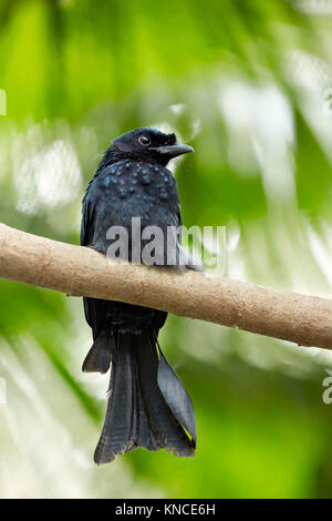 Greater Racket-tailed Drongo (Dicrurus paradiseus) with his tail rackets missing. Bali Bird Park, Batubulan, Gianyar regency, Bali, Indonesia. Stock Photo