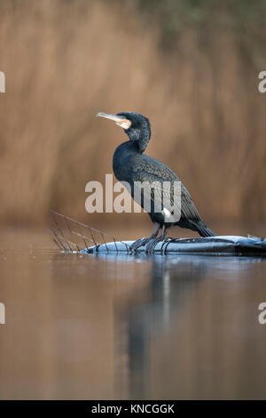 Cormorant; Phalacrocorax carbo Single; Spring Swanpool; Cornwall; UK Stock Photo