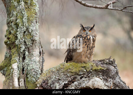 Eagle Owl; Bubo bubo Single; Captive UK Stock Photo