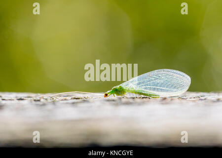 Green Lacewing Chrysoperla  Cornwall; UK Stock Photo