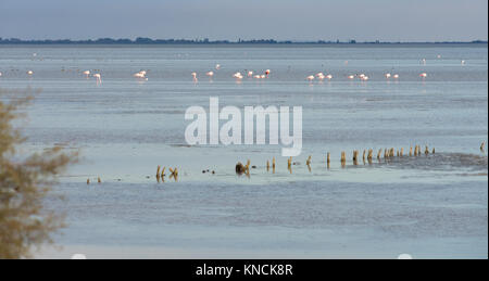 Multiple Greater Flamingos standing in a saltwater bay with weathered wooden posts and a shrub in the foreground and a distant city in the background. Stock Photo