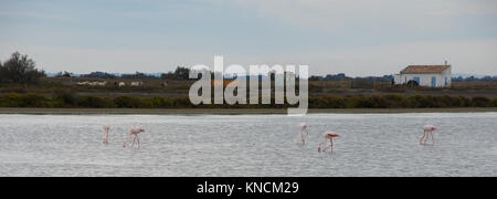 Five pink flamingos wading in the bay with their heads underwater. Buildings and Camargue horses are in the background. Stock Photo
