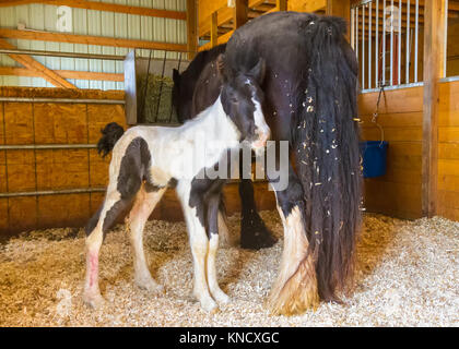 A Beautiful Day-old Gypsy Vanner Foal Stands Close to Mare in Stall in Northern Colorado, USA Stock Photo