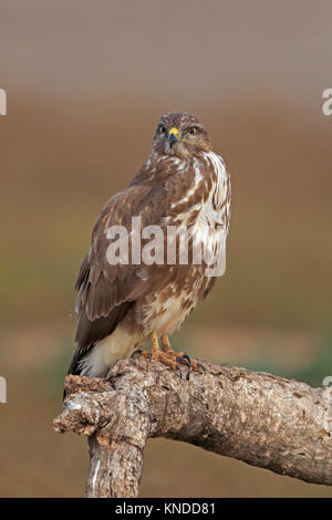 Common Buzzard perched on a branch in Spain Stock Photo