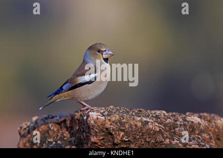 Female Hawfinch perched on a rock in Spain Stock Photo