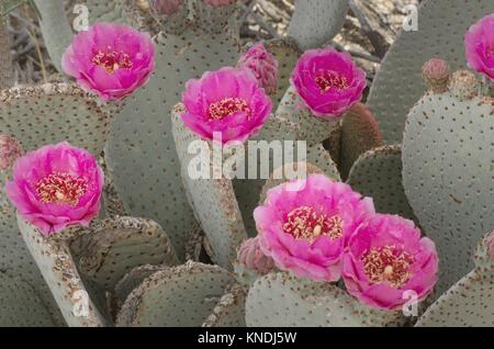 Beavertail Cactus (Opuntia basilaris) flowers, Anza-Borrego Desert State Park California.