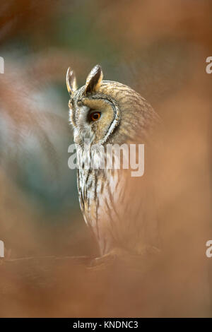 Long Eared Owl; Asio otus Single; Captive; with Bracken Cornwall; UK Stock Photo