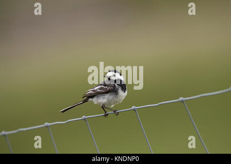 Pied Wagtail; Motacilla alba Single on Wire Fence Yorkshire; UK Stock Photo