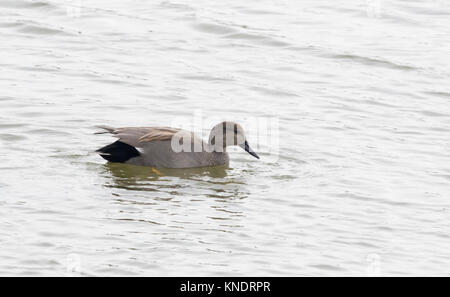 Male gadwall swimming left to right showing detail of barring and speckling in grey plumage and black rear end Stock Photo