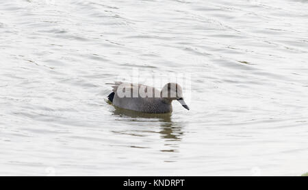 Male gadwall swimming left to right showing detail of barring and speckling in grey plumage and black rear end Stock Photo