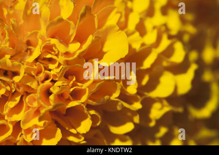 Marigold flower, macro Stock Photo