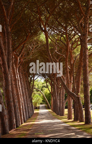 Pine Alley in Brijuni Island in Croatia. Stock Photo