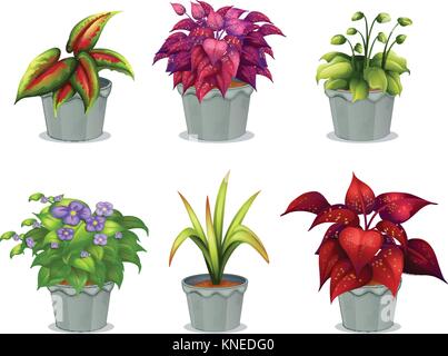 Illustration of six different plants on a white background Stock Vector