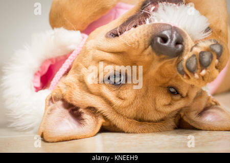 American pit bull terrier puppy lying on its back wearing a jacket with a fake fur hood Stock Photo