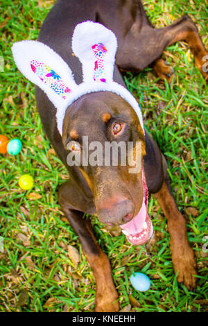 Doberman Pinscher dog wearing rabbit ears Stock Photo