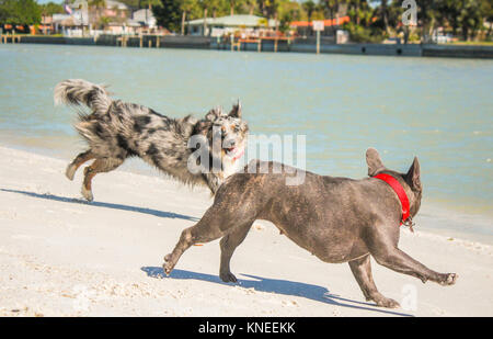 Miniature Australia Shepherd dog and French bulldog running along beach Stock Photo