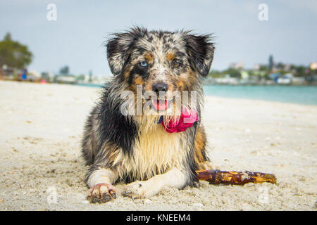 Miniature Australian Shepherd dog lying on beach Stock Photo