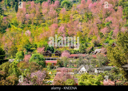 Aerial view of cherry trees in full bloom surrounding a pond with ...
