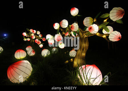 Low angle view of illuminated Chinese lanterns hanging in a tree Stock Photo