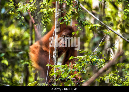 Baby orangutan in a tree, Borneo, Indonesia Stock Photo