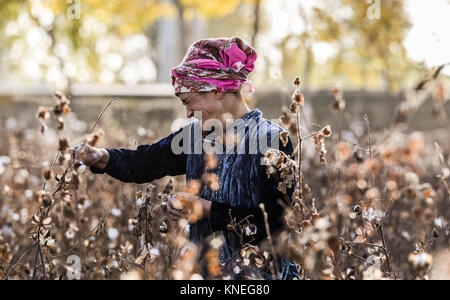 Woman picking cotton in the Khiva countryside, Xorazm Region, Uzbekistan, October 28, 2017    Credit © Jacopo Casaro/Sintesi/Alamy Stock Photo Stock Photo