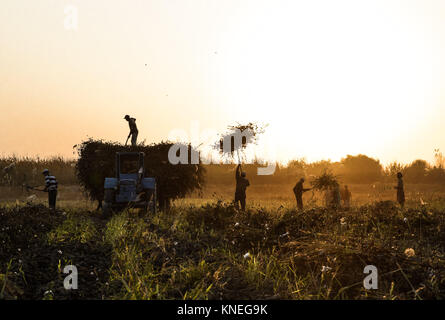 Cotton pickers in the Khiva countryside, Xorazm Region, Uzbekistan, October 28, 2017    Credit © Jacopo Casaro/Sintesi/Alamy Stock Photo Stock Photo