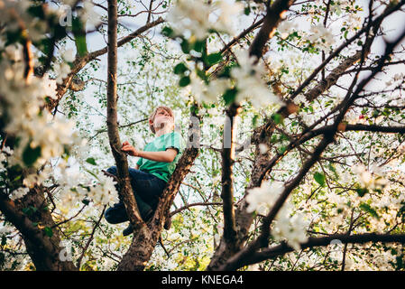 Boy climbing an apple tree Stock Photo