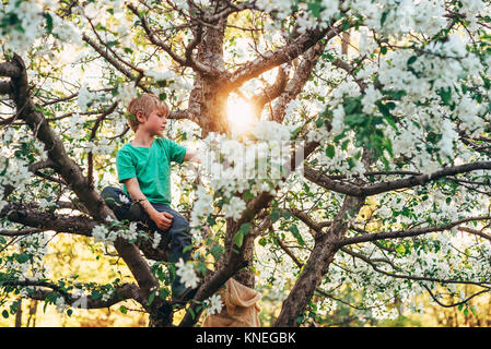 Boy climbing an apple tree Stock Photo