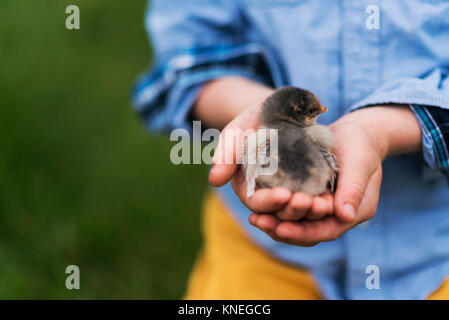 Close-up of a Boy holding a baby chick