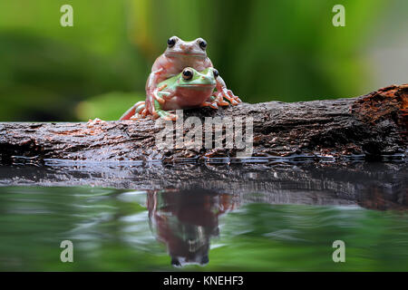 Two dumpy tree frogs on a rock Stock Photo