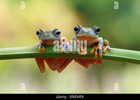 Two Javan tree frogs sitting on a plant Stock Photo