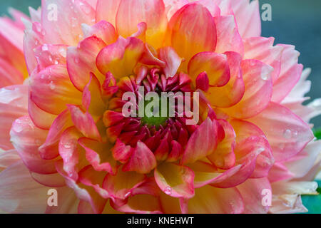 Close-up of a cactus type Dahlia Bloom with Water Droplets Stock Photo