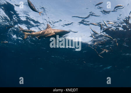 Low angle view of blacktip shark and fish swimming in ocean, KwaZulu-Natal, South Africa Stock Photo