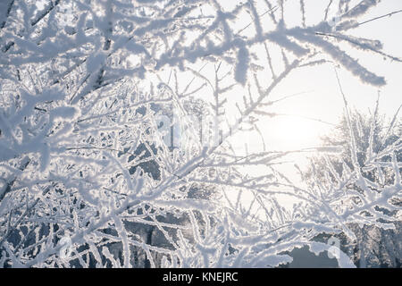 Winter species of snow-covered tree branches against Stock Photo