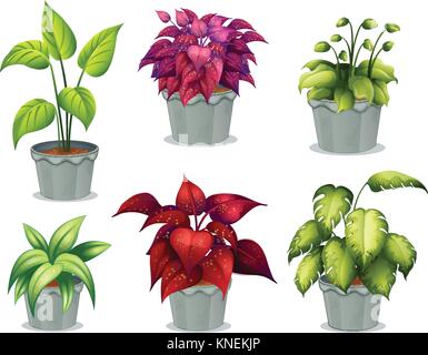 Illustration of six non-flowering plants on a white background Stock Vector