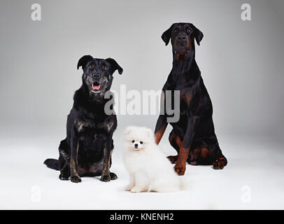 Studio portrait of three dogs Stock Photo