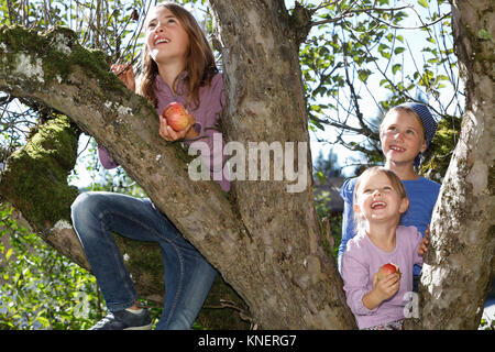 Three young girls picking apples from tree Stock Photo