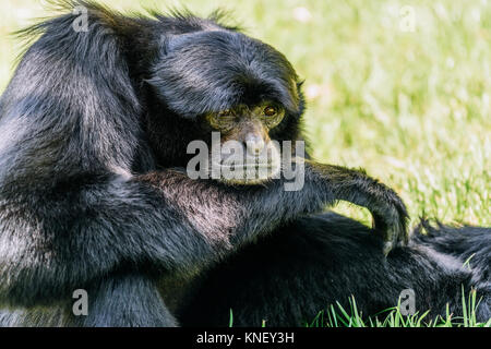 Siamang Black-Furred Gibbon Portrait Stock Photo