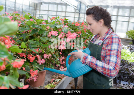 smiling gardener watering plants nursery Stock Photo