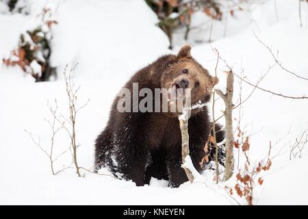 Young Brown bear (Ursus arctos) in the snow, Bavarian Forest National Park, Germany.